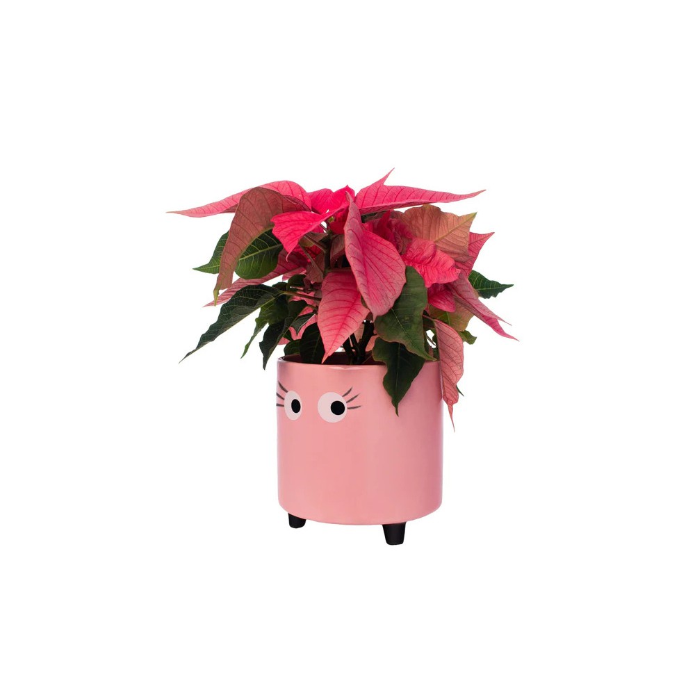 Macetero con ojos Rosa Fisura - Happyideas.com